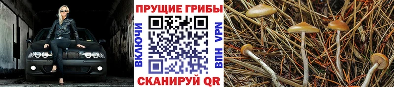 что такое наркотик  Рыльск  Галлюциногенные грибы Psilocybine cubensis 